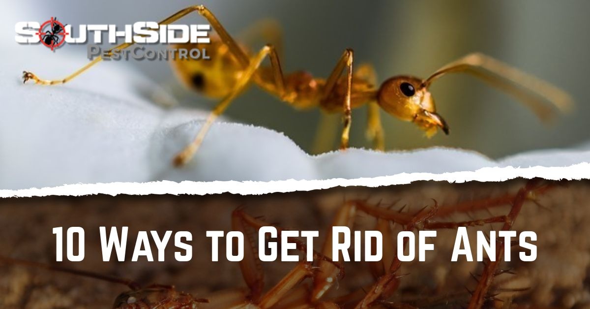 How to Get Rid of Crazy Ants: Simple & Effective Methods